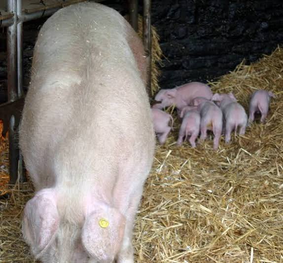 Purebred Weaners